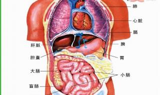 人体五脏六腑分布图